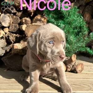 Nicole, Silver Labrador Retriever Puppy